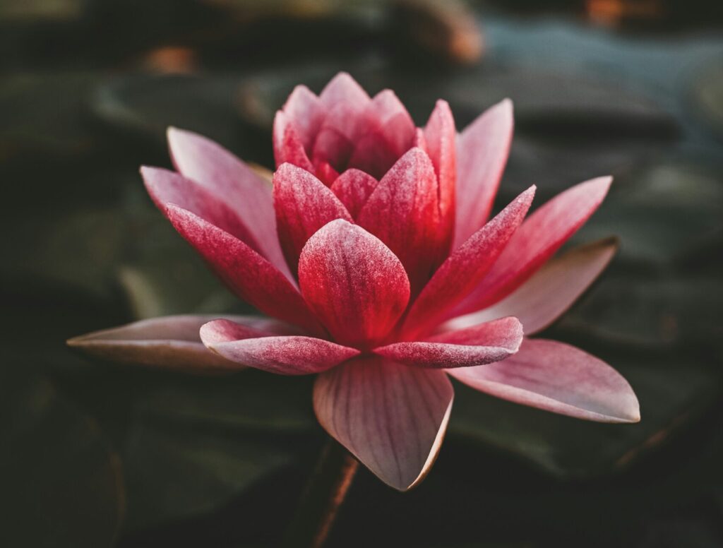 simbolismo-flor-lotus-airbel-3