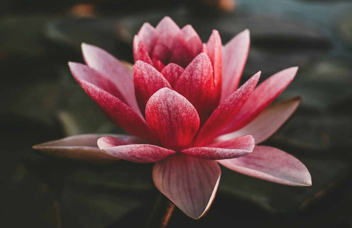 As flores e os seus significados