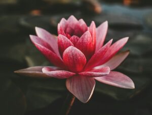 simbolismo-flor-lotus-airbel-3