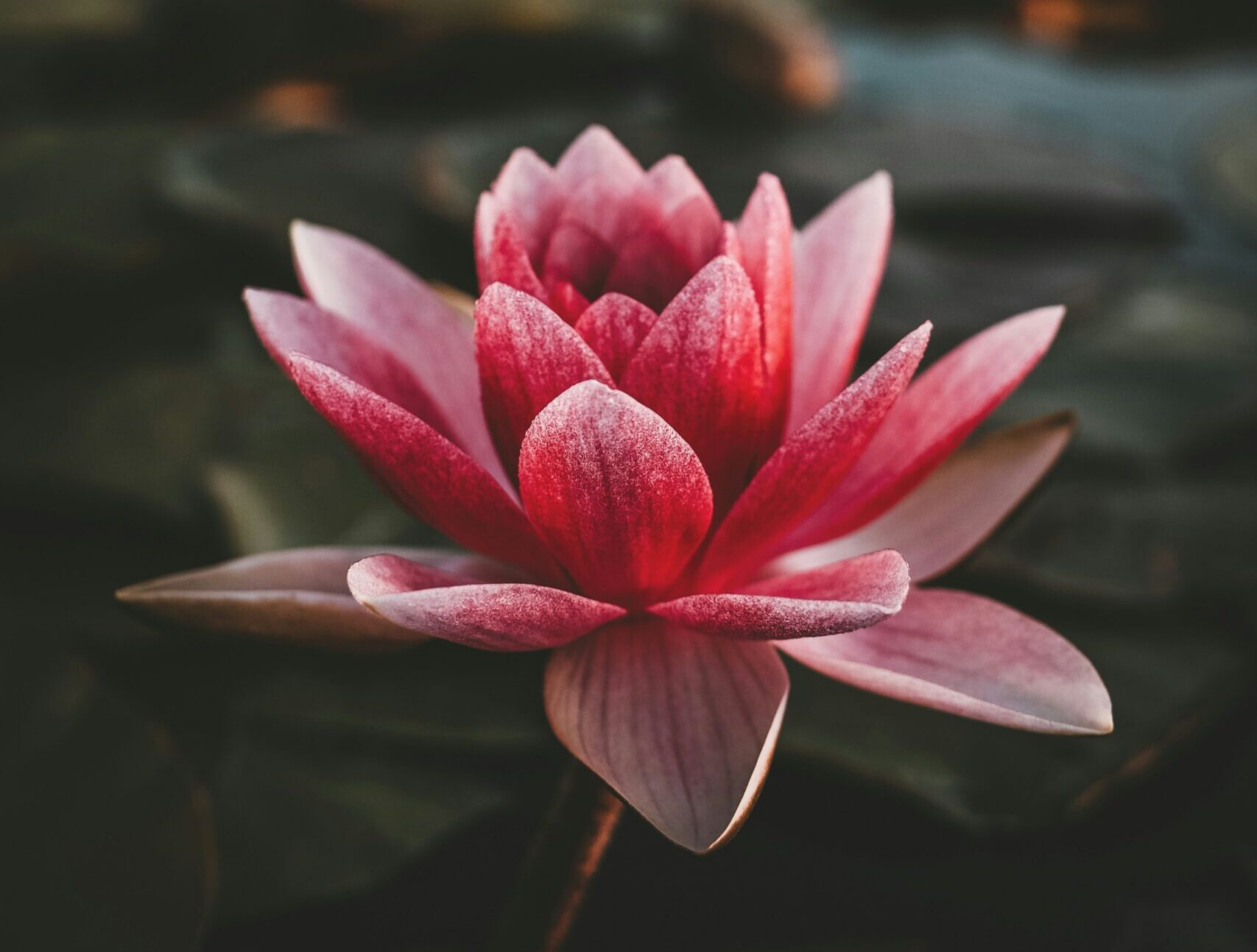 simbolismo-flor-lotus-airbel-3