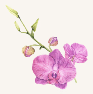 simbolismo-flor-orquidea-airbel-ilustracao