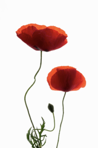 simbolismo-flores-papoula-airbel-ilustracao